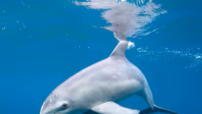 खुशखबरी: डॉल्फिनों की संख्या बढ़ी