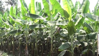 வாழையில் தாய்மரத்தை வெட்டக் கூடாது. ஏன் தெரியுமா?