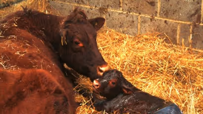 கருப்பை வெளித்தள்ளுதல் பிரச்சனையால் அவதிபடும் மாடுகளைக் குணப்படுத்தும் வழிகள்….