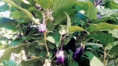 கத்திரி பயிர்களில் அதிக அளவில் பூ பூக்க இதை செய்யுங்கள்…