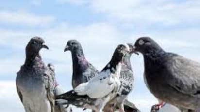 ஒரு “புறா”வுக்கு இப்படி அக்கப்போறா?….அரசு பஸ் நடத்துனருக்கு “மெமோ” கொடுத்த “டிக்கெட் பரிசோதகர்”…