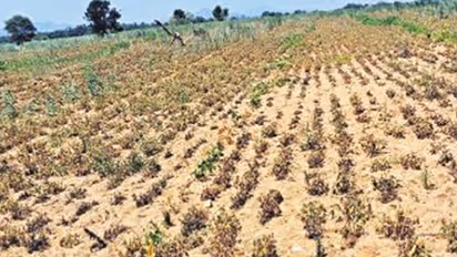 Farmers destroy crops due to water scarcity