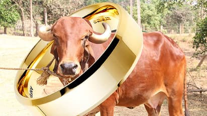 പശു ഒരു രാഷ്ട്രീയ മൃഗമായത് എങ്ങനെ?