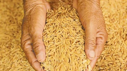 நெல்லில் விதை நேர்த்தி மற்றும் ஊட்டச்சத்து மேலாண்மை இப்படிதான் செய்யணும்?