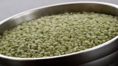 உங்களுக்குத் தெரியுமா? பழங்குடியினரின் உடல் வலிமைக்கு காரணம் “மூங்கில் அரிசி”