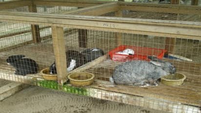 முயல்களுக்கு எந்தெந்த தருணத்தில் என்னென்ன ஊட்டச்சத்துகளை வழங்க வேண்டும்?