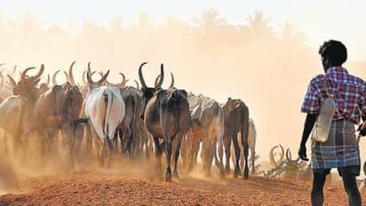ಕಾಡುಕೋಣಗಳ ಸರಣಿ ಮರಣ: ತಿಳಿದಿಲ್ಲ ಕಾರಣ
