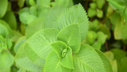 கற்பூரவள்ளியில் இவ்வளவு மருத்துவ குணங்கள் அடங்கி இருக்கிறதா? இது தெரியாம போச்சே...