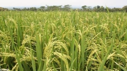 நெற்பயிரைத் தாக்கும் இலை உறைக் கருகல் நோயை எப்படி கட்டுப்படுத்தலாம்…