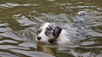 Mumbai businessman drowns in sea in Dubai trying to save a dog