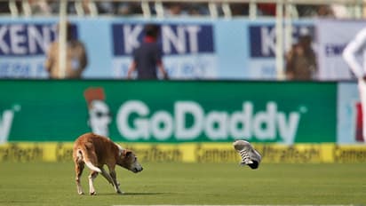 Watch: A cute dog interrupts India vs England Test