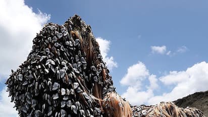 This gigantic ‘Sea Monster’ will scare the living daylights out of you