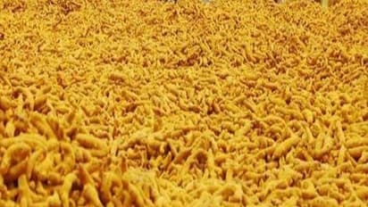 பலபயிர் சாகுபடி செய்வது எப்படி? மஞ்சள் நடவில் இதுதான் ரொம்ப முக்கியம்...