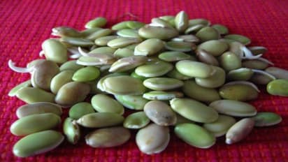 உயர் ரத்த அழுத்தமா? கவலை வேண்டாம்! தினமும் சில மொச்சை கொட்டைகளை சாப்பிடுங்க…