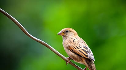 ವಾಸ್ತು ಟಿಪ್ಸ್: ಮನೆಯಲ್ಲಿ ಗುಬ್ಬಚ್ಚಿ ಗೂಡಿದ್ದರೆ ಅದೃಷ್ಟ ಖುಲಾಯಿಸುತ್ತೆ