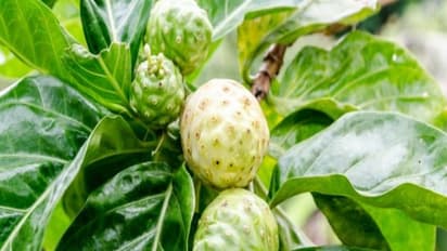 நோனி மரங்கள் பற்றி நீங்கள் சற்றும் கேள்விப்படாத தகவல்கள் இதோ...