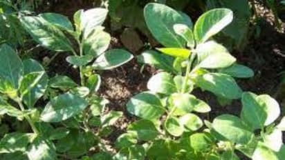 அமுக்கிரா கிழங்கில் இவ்வளவு மருத்துவ பயன்கள் இருக்குனு சித்த மருத்துவம் சொல்லுது...