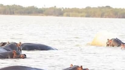 സോറി സ്ഥലം മാറിപ്പോയി ; ഹിപ്പോകള്ക്കിടയില് പെട്ട സ്രാവ്