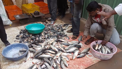 Seafood demand dwindling in city post demonetisation