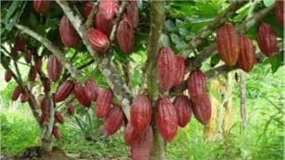 கோகோ பயிர்களை தாக்கும் நோய்களும் அவற்றை கட்டுப்படுத்தும் வழிகளும் இதோ...