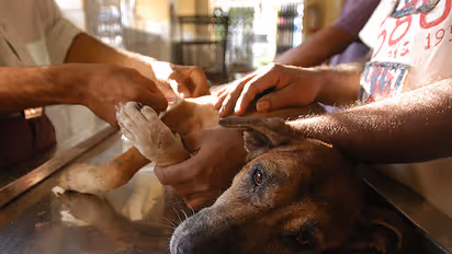 Not just people, Mumbaikars open their arms to flood-hit strays and pets too