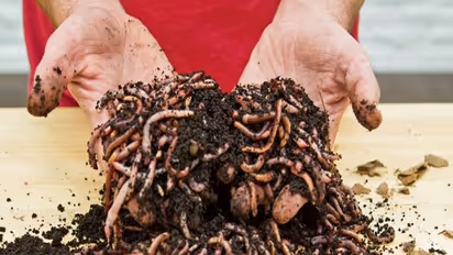 மண்புழு உரம் தயாரிக்க தேவையான மண்புழு மற்றும் உற்பத்தி இடத்தை எப்படி தேர்தெடுக்கணும்?