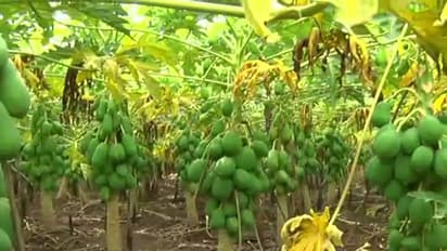 ಬೆಲೆ ಕುಸಿತದಿಂದ ಬೇಸತ್ತ ರೈತ : ಪಪ್ಪಾಯಿ ಗಿಡಗಳ ನಾಶ