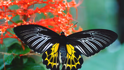 ಕನ್ನಡ ಧ್ವಜ ಬಣ್ಣದ ಪಾತರಗಿತ್ತಿಗೆ ‘ರಾಜ್ಯ ಚಿಟ್ಟೆ’ ಗೌರವ!