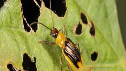 பல்வேறு பயிர்களும் அவற்றைத் தாக்கும் பூச்சிகளைக் கட்டுப்படுத்தும் வழிகளும்...