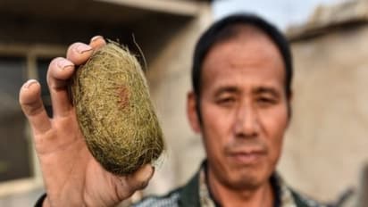 ஒரே ஒரு பன்றியால் கோடீஸ்வரரான ஏழை விவசாயி!