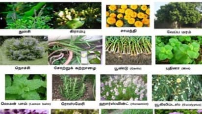 பதினாறு விதமான மூலிகைகளும் அவை குணப்படுத்தும் நோய்களும் ஒரு அலசல்...