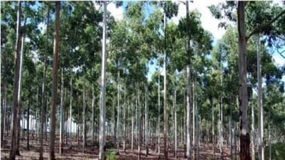 செஞ்சந்தன மரத்திற்கு செம்மண்தான் ஏற்றது. மகத்தான் வளர்ச்சியை உடனே பார்க்கலாம்...