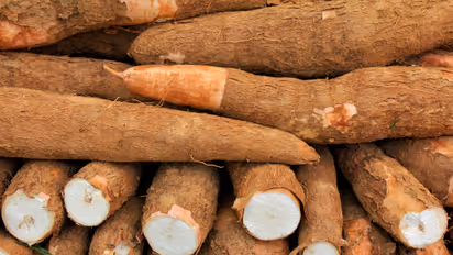 മരച്ചീനിയില്‍ നിന്ന് സ്പിരിറ്റ്: പദ്ധതി സര്‍ക്കാര്‍ ഉപേക്ഷിക്കുന്നു, ഇതാണ് കാരണം