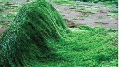 அசோலாவை கால்நடைகளுக்கு எவ்வளவு கொடுக்கணும்? அதனால் ஏற்படும் நன்மைகள் இதோ...