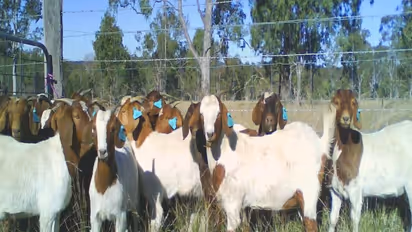 கால்நடைகளுக்கான அடர்தீவனத்தை தயாரித்து எப்படி? இதை வாசிச்சு தெரிஞ்சுக்குங்க...