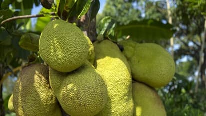 பலாக்காய் - உடலில் சர்க்கரையின் அளவை குறைக்கும் சக்தி கொண்டது. இன்னும் பல மருத்துவகுணங்கள் உள்ளே... 