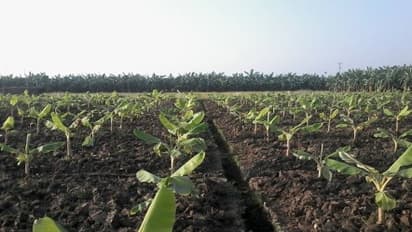 வாழை நடவு செய்ய கன்றுகளை எவ்வாறு தேர்வு செய்வது?