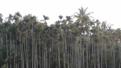 വയനാട്ടിലെ കര്ഷകര് കവുങ്ങ് കൃഷി ഉപേക്ഷിക്കുന്നു