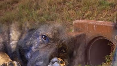 How this K9 dog found Sherin Mathews' body when all hope was lost