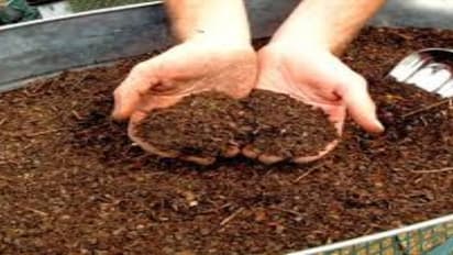 பயிர்களுக்கு மணிச்சத்து எவ்வளவு அவசியமோ அவ்வளவு அவசியம் பாஸ்போ பாக்டீரியா. ஏன்?