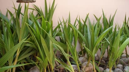 தென்னங்கன்றுகளை இந்த அளவு குழிகளில் நடணும். ஏன்?