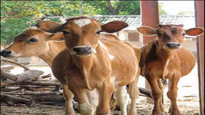 கால்நடைகளைத் தாக்கும் நோய்களில் இருந்து அவற்றை பாதுகாக்க இதோ வழிகள்...