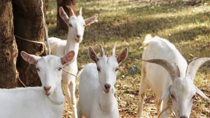 ஆடுகளுக்கு எந்த மாதிரியான ஊட்டச்சத்துகள் தேவை - வாசிங்க தெரியும்...