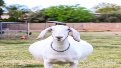 சினை ஆடுகளின் அறிகுறிகள் முதல் குட்டி ஈனும் தருணம் வரை மேற்கொள்ள வேண்டிய பராமரிப்புகள்...