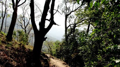 അഗസ്ത്യാര്‍കൂടത്തിലേക്ക് അനധികൃതമായി പ്രവേശിക്കാന്‍ ശ്രമിച്ച 12 അംഗ സംഘം അറസ്റ്റില്‍