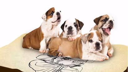 Decor company faces backlash for using Lord Ganesha on dog beds