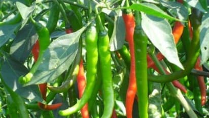 மிளகாயை தாக்கும் பூச்சிகள் மற்றும் அவற்றைக் கட்டுப்படுத்தும் எளிய முறைகள் இதோ...