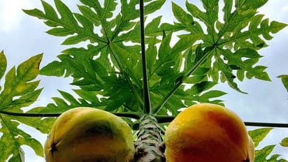 These leaves will drive dengue away