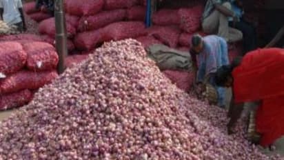 சாம்பார் வெங்காயத்தை நாற்று விதை மூலம் சாகுபடி செய்வது எப்படி?