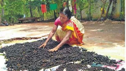 இயற்கை உதவியுடன் மிளகு சாகுபடி செய்ய இந்த எளிய முறை உதவும்...